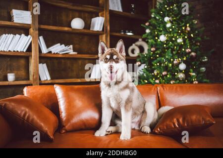 Junge süße Welpen von Siberian Husky Hunderasse Rüde spielen und entspannen auf braunem Sofa in klassischen europäischen Design-Zimmer, für Silvester Urlaub dekoriert Stockfoto