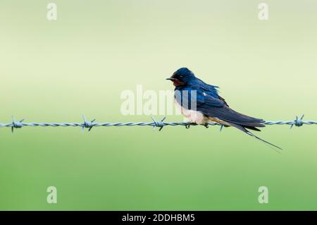 Eine Erwachsene Scheunenschwalbe (Hirundo rustica), die auf einem Stacheldrahtzaun auf Ackerland auf der Isle of Sheppey in Kent thront. Juli. Stockfoto