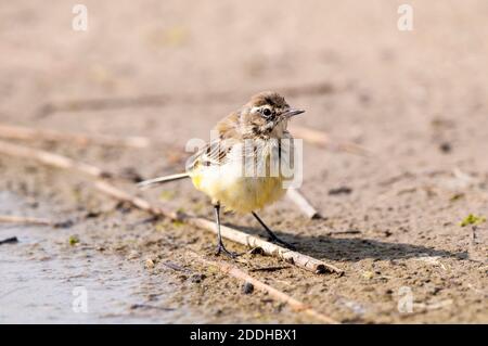 Eine junge gelbe Bachstelze (Motacilla flava) am Rande eines flachen Beckens auf Ackerland auf der Isle of Sheppey in Kent. Juli. Stockfoto