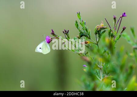 Ein erwachsener großer weißer Schmetterling (Pieris brassica), der auf einer violetten Blume auf Ackerland auf der Isle of Sheppey in Kent nectaring. Juli. Stockfoto