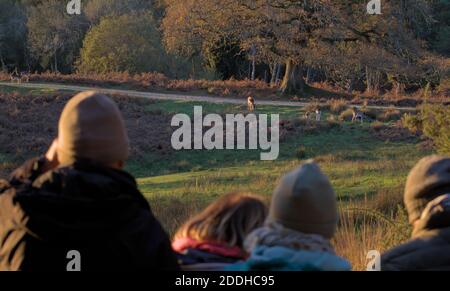 Eine Gruppe von Menschen beobachten EINE Herde von Damhirsch, Dama dama, bei Sonnenuntergang im Herbst. Bolderwood, New Forest, Großbritannien Stockfoto