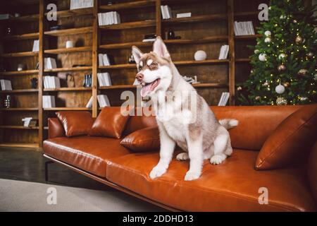 Junge süße Welpen von Siberian Husky Hunderasse Rüde spielen und entspannen auf braunem Sofa in klassischen europäischen Design-Zimmer, für Silvester Urlaub dekoriert Stockfoto