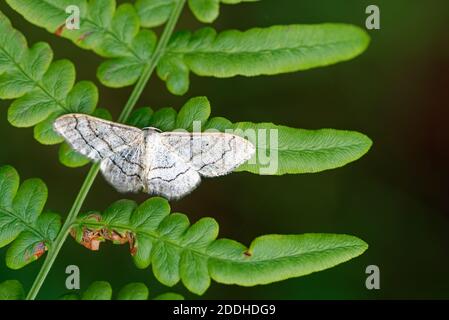 Kleine fächerige Welle (Idaea biselata) Ist eine Motte der Familie Geometridae Stockfoto