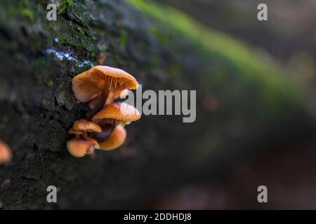 Pilze wachsen auf einem Baum im Wald. Insektenwelt . Verschwommen . Selektiver Fokus . Stockfoto