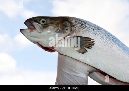 Lachs aus Aquakultur, Norwegen Stockfoto