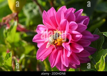 Eristalis tenax ist eine Schwebefliege, auch bekannt als die Drohnenfliege in Dahlia Blume. Hochauflösendes Foto. Volle Schärfentiefe. Stockfoto
