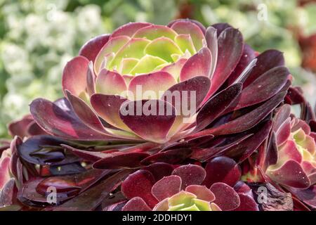 aeonium arboreum auch bekannt als dunkelvioletter Hauslauch Stockfoto