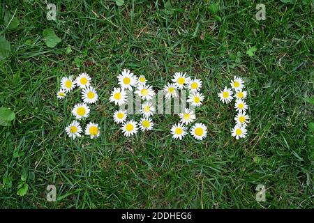 Neujahr 2021 aus Gänseblümchen auf grünem Gras Stockfoto