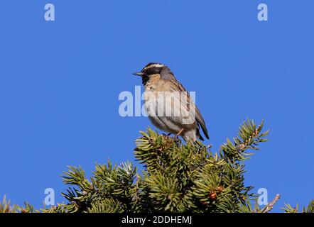 Schwarzkehliger Accentor (Prunella atrogularis huttoni) erwachsenes Männchen auf der Baumspitze des Ili-Alatau NP, Kasachstan Mai Stockfoto