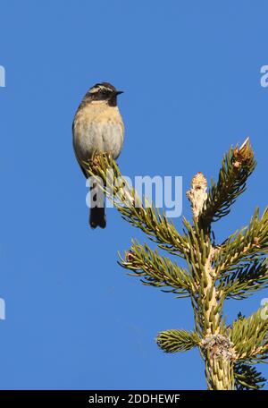 Schwarzkehliger Accentor (Prunella atrogularis huttoni) erwachsenes Männchen auf der Baumspitze des Ili-Alatau NP, Kasachstan Mai Stockfoto