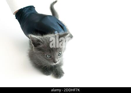 Entziehen Nahaufnahme auf der Haut einer Katze. Krankheiten von Haustieren. Stockfoto