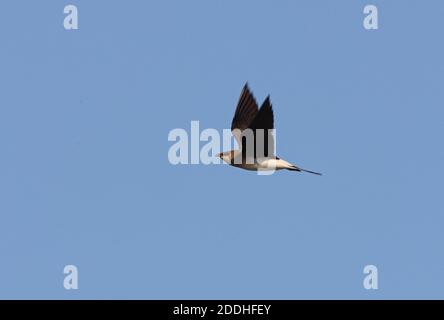 Schwarz-geflügelte Pratincole (Glareola nordmanni) Erwachsener im Flug Akmola Provinz, Kasachstan Juni Stockfoto