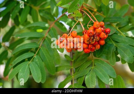 Eine Nahaufnahme von roten Vogelbeeren auf der Vogelbeere Baumzweige Stockfoto