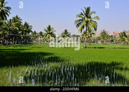 Überflutete Reisfelder und Palmen. Tropische Frische Landschaft mit grünen hellen Farben und klaren blauen Himmel. Hampi, Karnataka, Indien Stockfoto