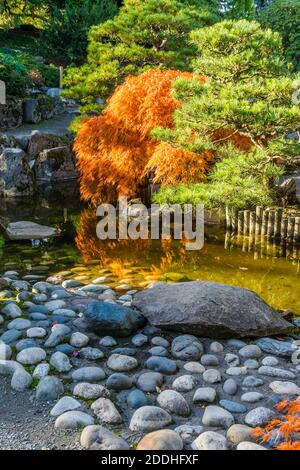 Ein Teich und japanischer Ahornbaum im Herbst. Aufgenommen in Seatac, Washington. Stockfoto