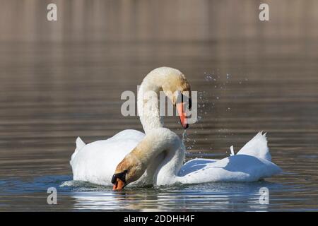 Mute Schwan (Cygnus olor) Paar auf See im Frühjahr anzeigen Stockfoto