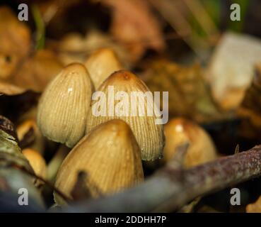 Pilze in den Wald im Herbst in jena deutschland Stockfoto