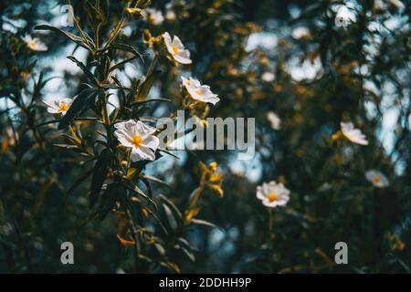 Nahaufnahme eines Strausses weißer Blüten des Zistos salviifolius Durch Sonnenlicht beleuchtet Stockfoto