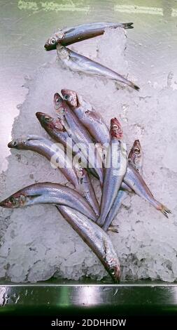 Eine vertikale Aufnahme von rohem blauem Wittling Fisch auf Eis In einem Container Stockfoto