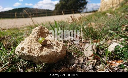 Eine Nahaufnahme einer Eichel auf einem Stein in einem Feld im Gras unter dem Sonnenlicht bedeckt Stockfoto