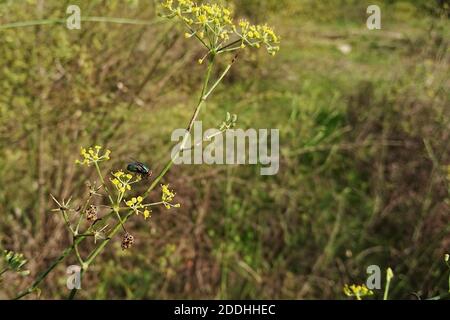 Eine Nahaufnahme einer Fliege auf Fenchel Blumen in einem Feld unter dem Sonnenlicht mit einem verschwommenen Hintergrund Stockfoto