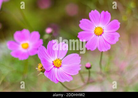 Blumen blühen in Shirakawa-Go in Aichi, Japan Stockfoto