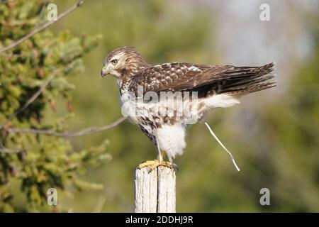 Rotschwanzhawk sitzt auf dem Pfosten oder fliegend Stockfoto