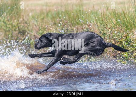 Action-Aufnahme eines nassen schwarzen Labrador Retriever, der ins Wasser springt Stockfoto