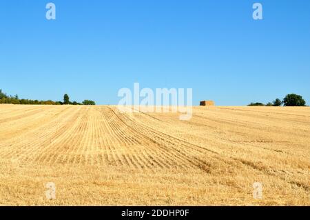 Ein Weizenfeld nach einer Ernte im Sommer und während der Dürre. Stockfoto