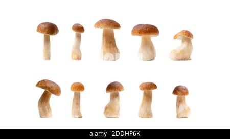 Satz von brauner Kappe Boletus Edulis isoliert auf weißem Hintergrund. Auswahl an essbaren Pilzen. Niemand Stockfoto