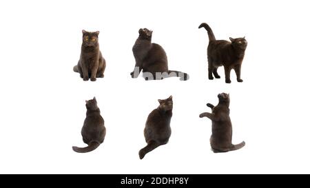 Set von British Kurzhaar Katze in verschiedenen Posen isoliert auf weißem Hintergrund. Beschneidungspfad, verschiedene Variationen der Tierhaltungen Stockfoto