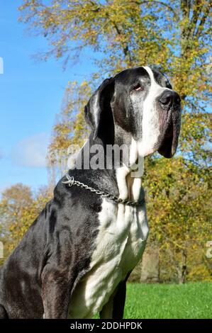 Seniorhund der Rasse Dogge. Es ist eine Rasse von riesigen Hund und Mastiff Typ. Stockfoto