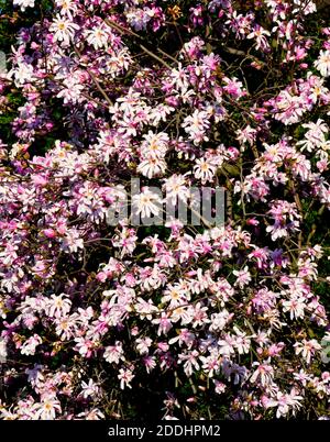 Kleine rosa Blumen füllen den Rahmen der Fotografie. Stockfoto