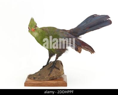 Turaco Guinea turaco (Tauraco persa), auch bekannt als das grüne turaco, Naturwissenschaft, Zoologie, Taxidermy, Vogel Stockfoto