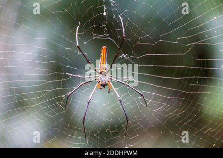 Eine große goldene Kugel im Netz im Bantimurung Bulusaraung Nationalpark in Sulawesi, Indonesien Stockfoto