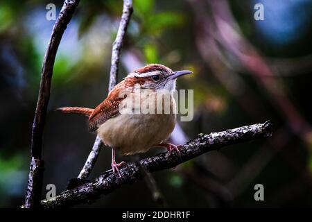 Ein territorialer Carolina Wren singt an einem bewölkten Tag am Rande seines Territoriums. Stockfoto