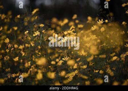 Eine Gruppe goldgelber Blüten, die im Oktober blühen Stockfoto