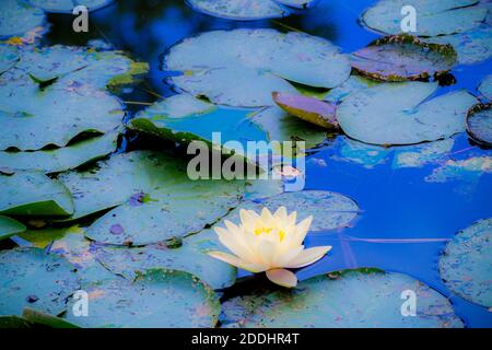 Les Jardins de Monet à Giverny - Monets Garten - Haus und Seerosengärten des französischen Künstlers Claude Monet in Giverny, Frankreich Stockfoto