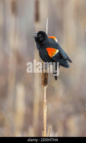 Männchen Rotflügeliger Amsel (Agelaius phoeniceus) ruft im frühen Frühjahr. Acadia National Park, Maine, USA. Stockfoto