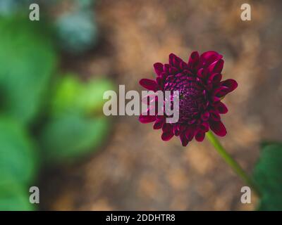 Abgewinkelte Ansicht der blühenden Dahlie 'Pompom Natal'. Bei voller Blüte hat die Dahlia 'Pompom Natal' einen leuchtend roten/kastanienbraunen Blütenkopf in Form eines Stockfoto