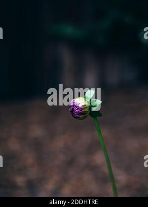 Blütenkopf von Dahlia 'Pompom Natal' steht kurz vor der Blüte. Bei voller Blüte hat die Dahlia 'Pompom Natal' einen leuchtend roten/kastanienbraunen Blütenkopf in der Form Stockfoto