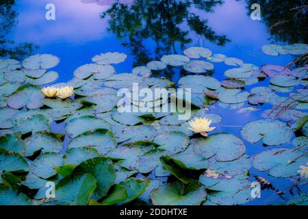 Les Jardins de Monet à Giverny - Monets Garten - Haus und Seerosengärten des französischen Künstlers Claude Monet in Giverny, Frankreich Stockfoto