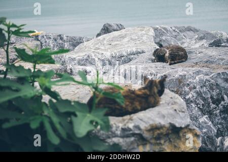 Obdachlose niedliche Erwachsene Katze liegt auf den Steinen am Meer und schläft, ruht. Türkei, Istanbul. Das Problem der obdachlosen Tiere in Städten Stockfoto