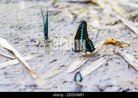 Schmetterlinge pudeln auf nassem Boden im Bantimurung Bulusaraung National Park in Sulawesi, Indonesien Stockfoto