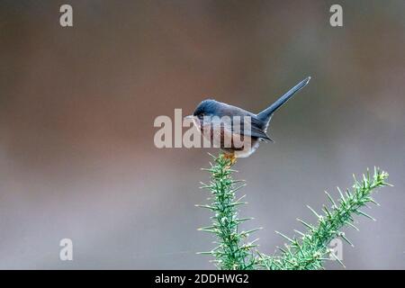 Männliche Dartford-Waldsänger-Sylvia undata Barches auf gemeinem Gorse-Ulex. Herbst Stockfoto