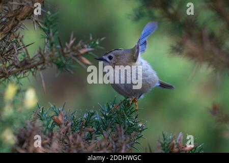 Goldwappen- Regulus regulus zeigt auf blühender Gorse-Ulex Stockfoto