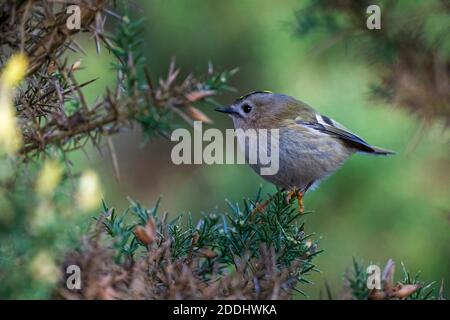 Goldwappen- Regulus regulus Barsche auf blühendem Gorse-Ulex Stockfoto