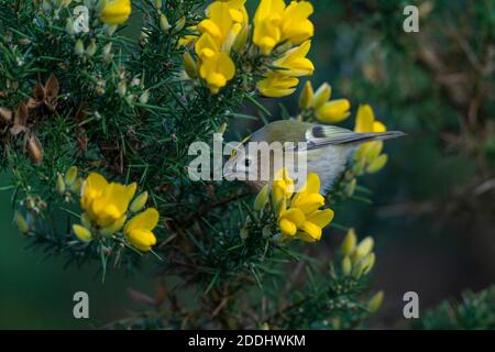 Goldwappen- Regulus regulus Barsche auf blühendem Gorse-Ulex Stockfoto