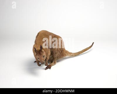 Wallaby Taxidermy, Australien, Naturwissenschaft, Zoologie, Beuteltier, Erstaunliche Tiere Stockfoto