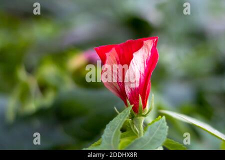 Eine rosa Tulpenblume in einem Hausgarten Stockfoto